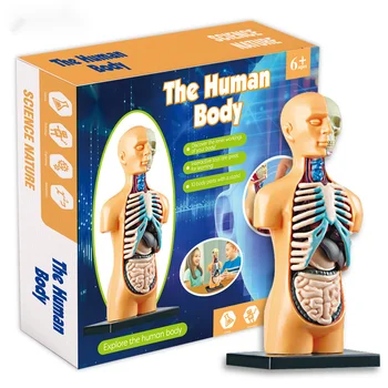 Torso Humano Corpo De Modelo De Esqueleto Humano Tronco Experimental Órgão Cérebro Assembleia Modelo De Ensino De Brinquedo